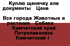 Куплю щенячку или документы › Цена ­ 3 000 - Все города Животные и растения » Собаки   . Камчатский край,Петропавловск-Камчатский г.